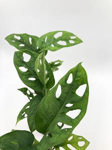 Monstera monkey leaf for sale