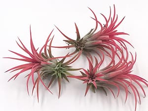 Trio of red Tillandsia also know as air plants