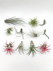 Beautiful display of air plants for sale uk from Botanica Verde