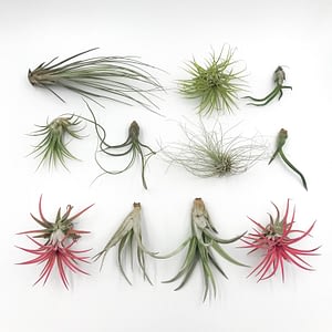 Beautiful display of air plants for sale uk from Botanica Verde