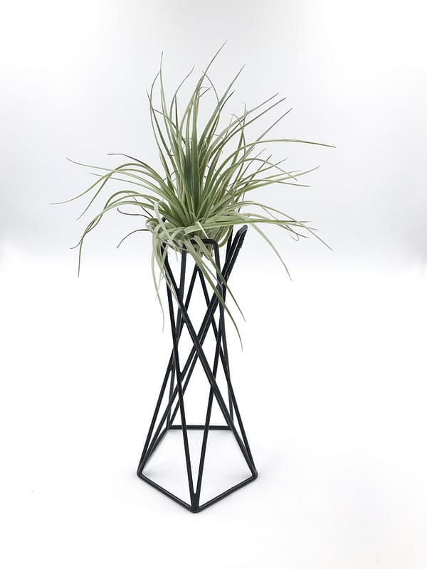 Air plant holder with green air plant on top