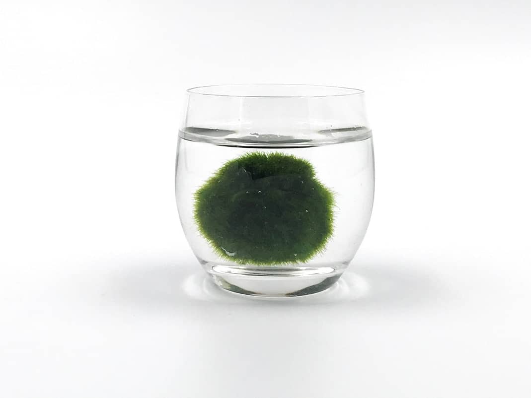 Moss ball in water