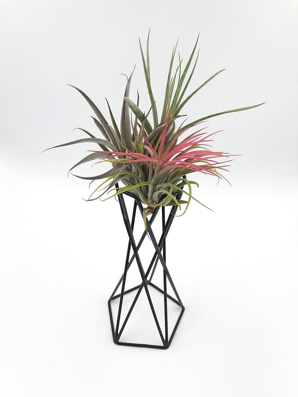 Air plant holder with trio of air plants