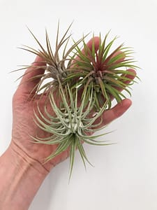 Very nice selection of 3 air plants in hands
