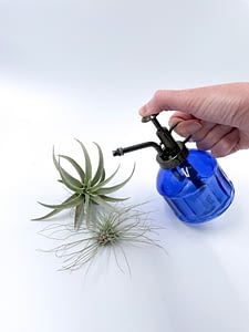 Blue mister for air plants