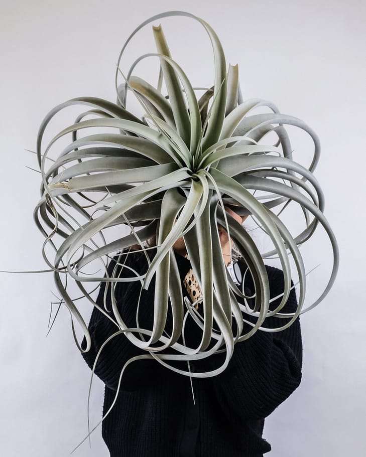 Very large air plant