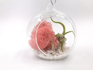 Pink moss and air plant