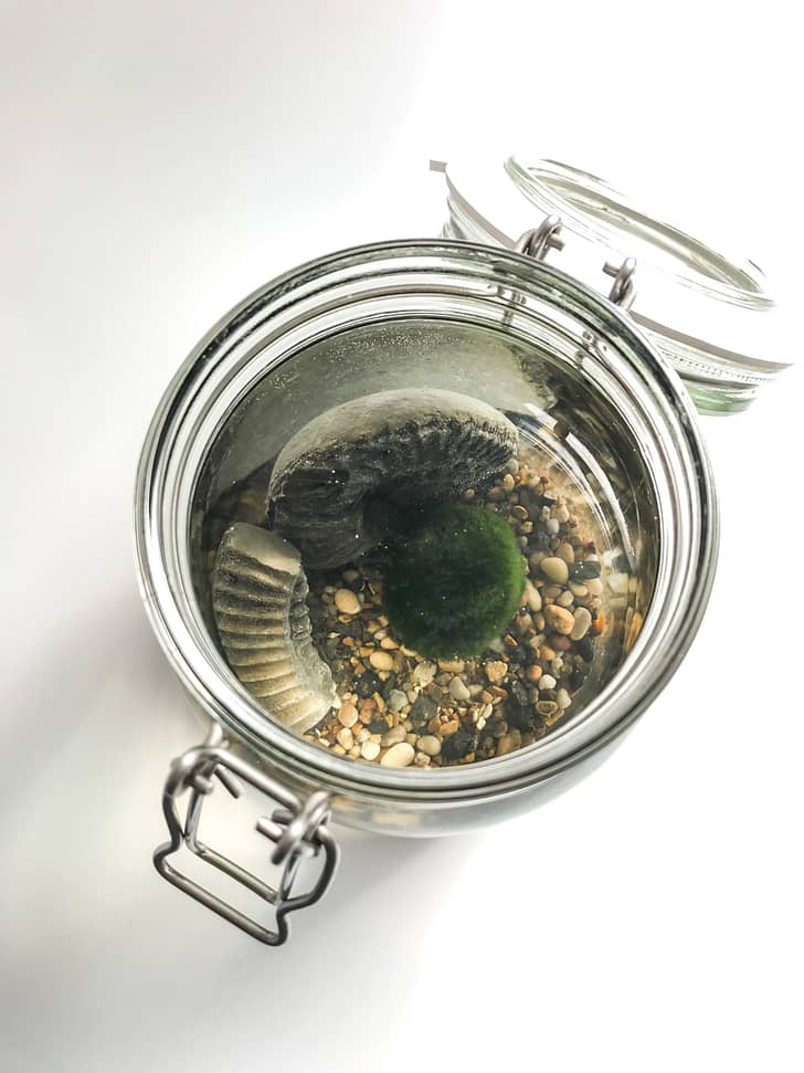 Marimo moss ball in large glass jar