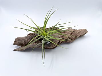 Natural wood with green air plant