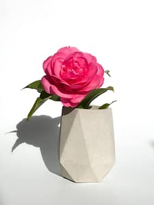 Concrete pots with rose