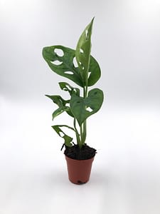 Monstera monkey leaf for sale from Botanica Verde