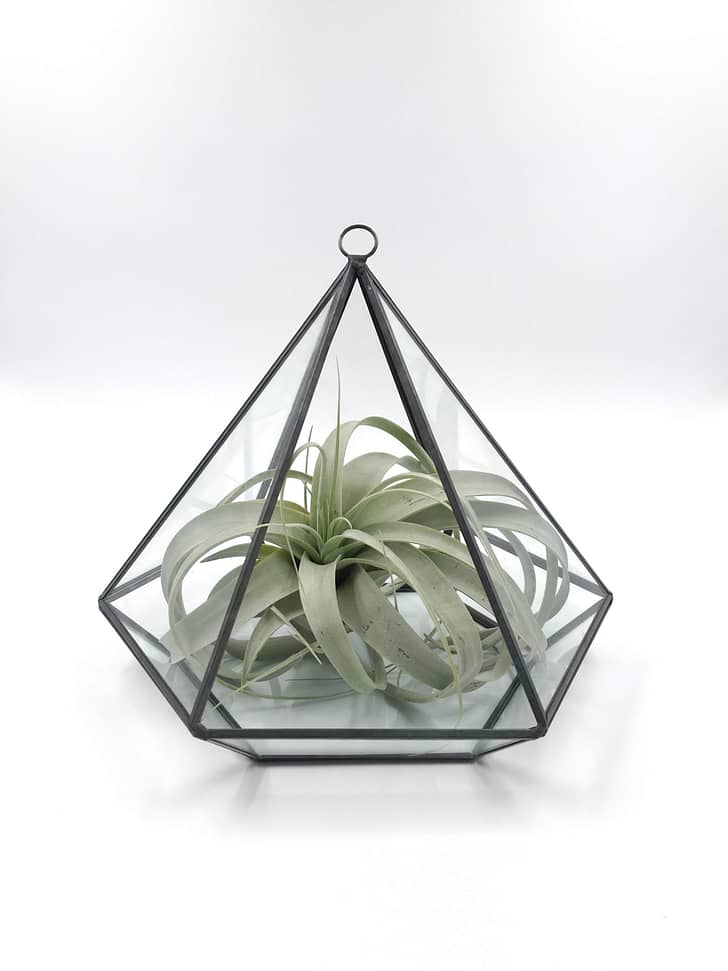 pentagon shape glass Terrarium with air plant