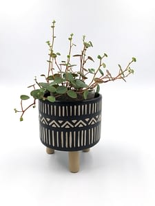 Nala leggy plant pot with plant in it