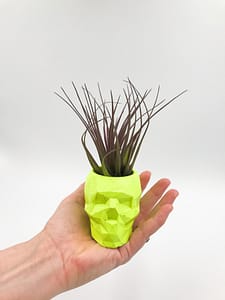 Yellow skull with air plant