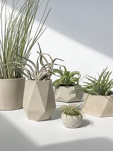 Concrete pots with air plant selection