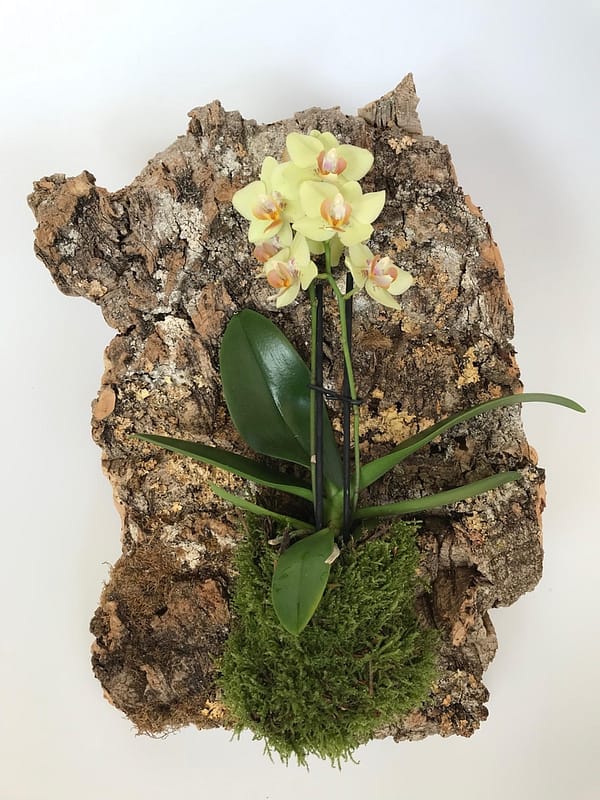 Cork with mounted plant for sale