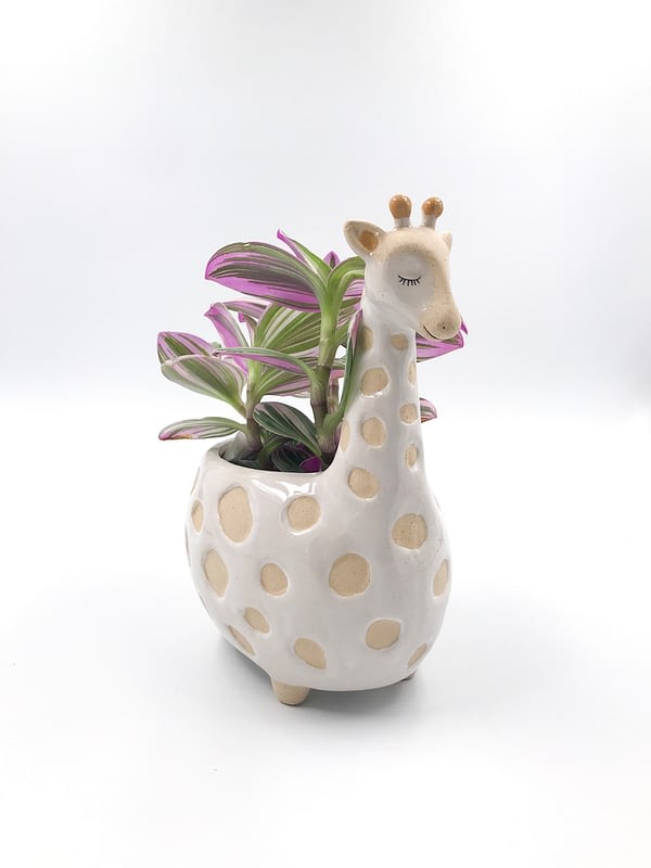 Mrs Giraffe plant pot - planter for small to medium houseplants from Botanica Verde for sale with plant