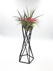 Air plant holder with red air plant on the top