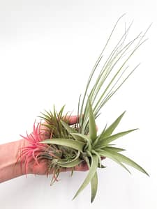 Selection of 4 air plants