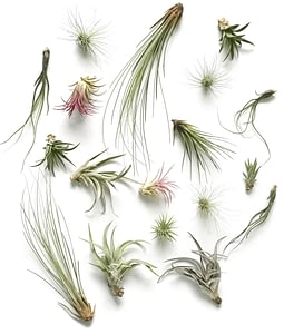Selection of Tillandsia air plants from Botanica Verde