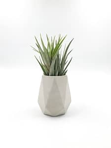 Concrete pot with green air plant