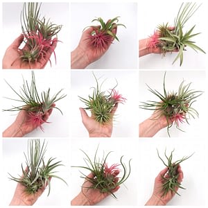 Photoshoot of air plants