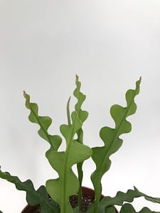 Fishbone cactus or Epiphyllum anguliger leaf for sale