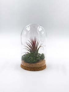 Terrarium bell jar with air plant