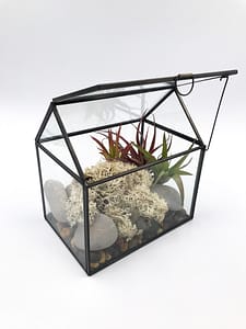 Glass House Terrarium with moss