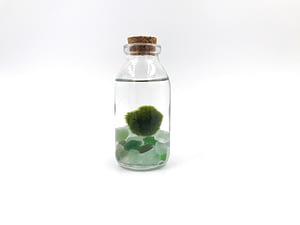 Small moss ball terrarium with clear green gravel